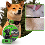 Médaille PuroPet™ - 12 Mois De Protection Naturelle Contre Les Tiques Et Les Puces